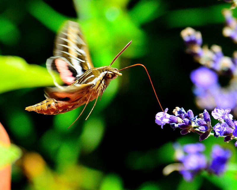 A flower visit is a clue, not proof of pollination