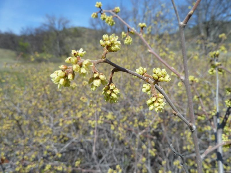 Aromatic Sumac (Rhus aromatica)