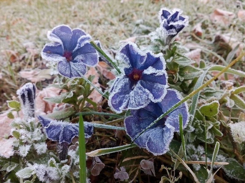 Getting Caught Off Guard by Frost