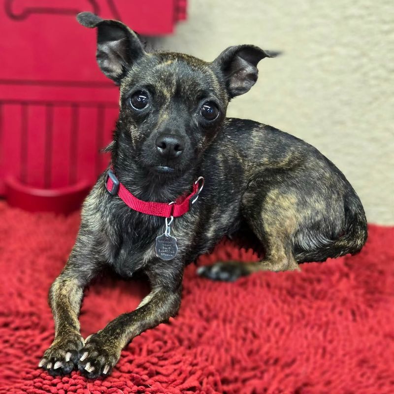 Brindle