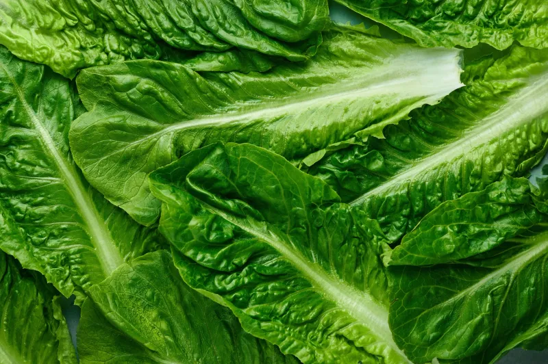 Romaine Lettuce