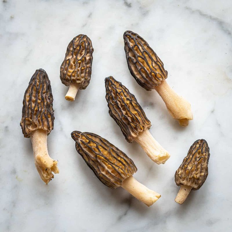 Morels