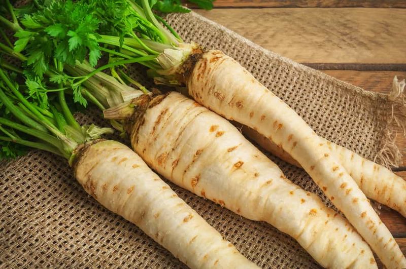 Hamburg Parsley (Root Parsley)
