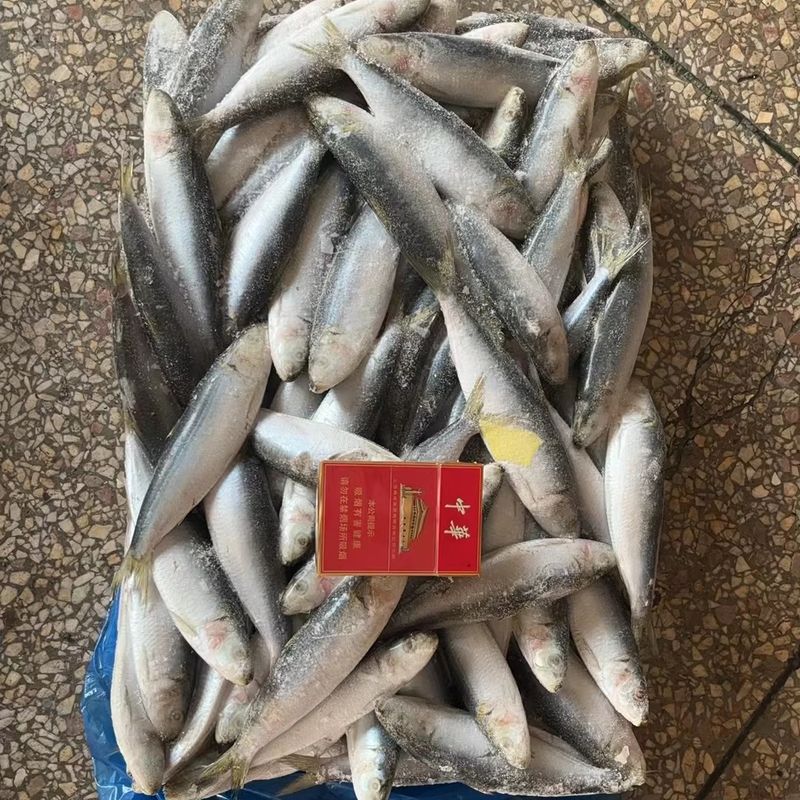 Pacific Sardinella (Tamban)