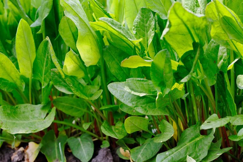 Sorrel (Garden Sorrel)