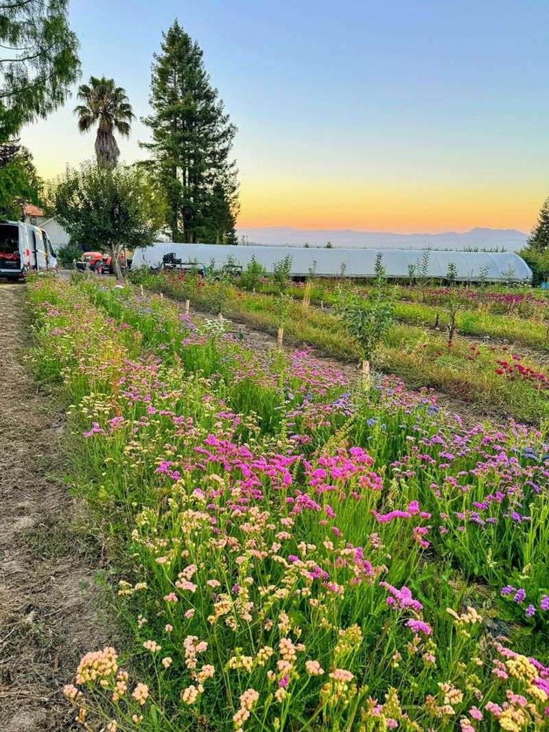 The Orchard Gate, Sebastopol
