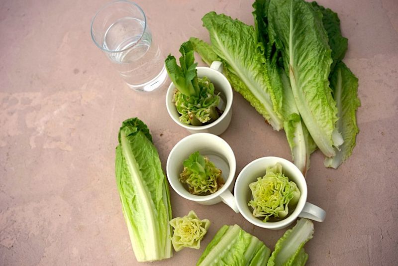 Romaine Lettuce