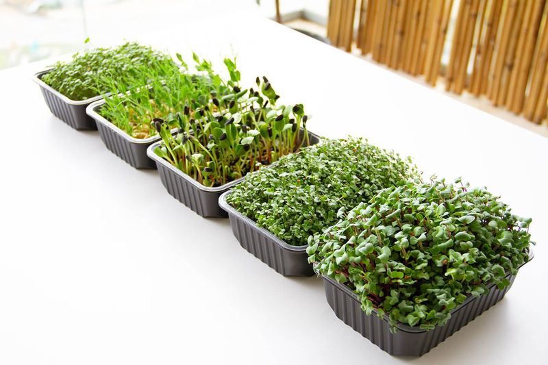 Microgreens
