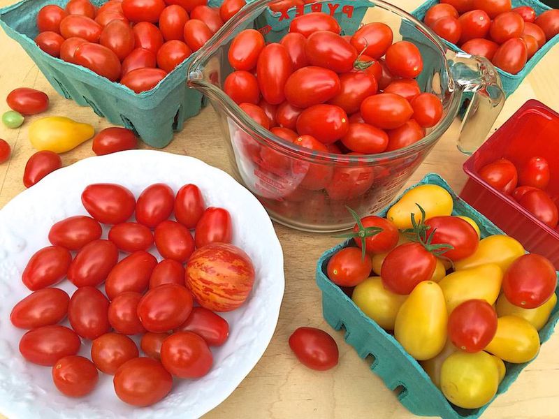 Grape Tomatoes