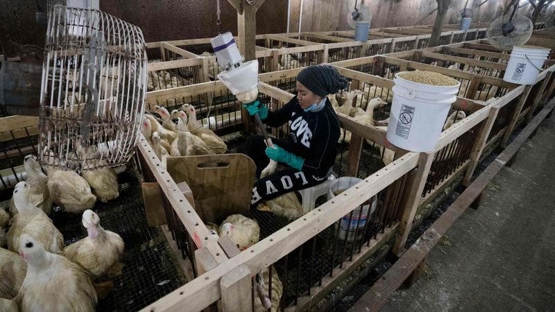 Foie Gras From Force Feeding (Some Regions)