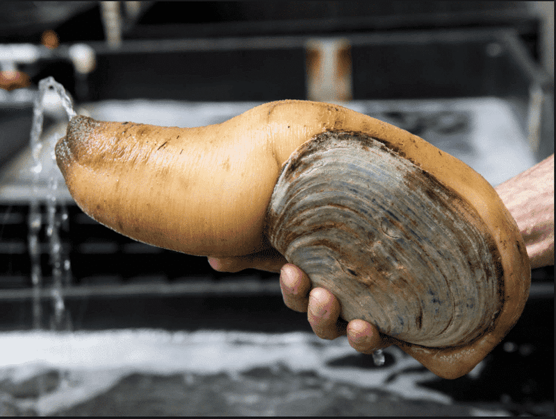Geoduck (Washington)