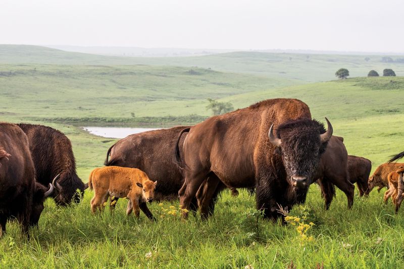 Joseph H. Williams Tallgrass Prairie Preserve
