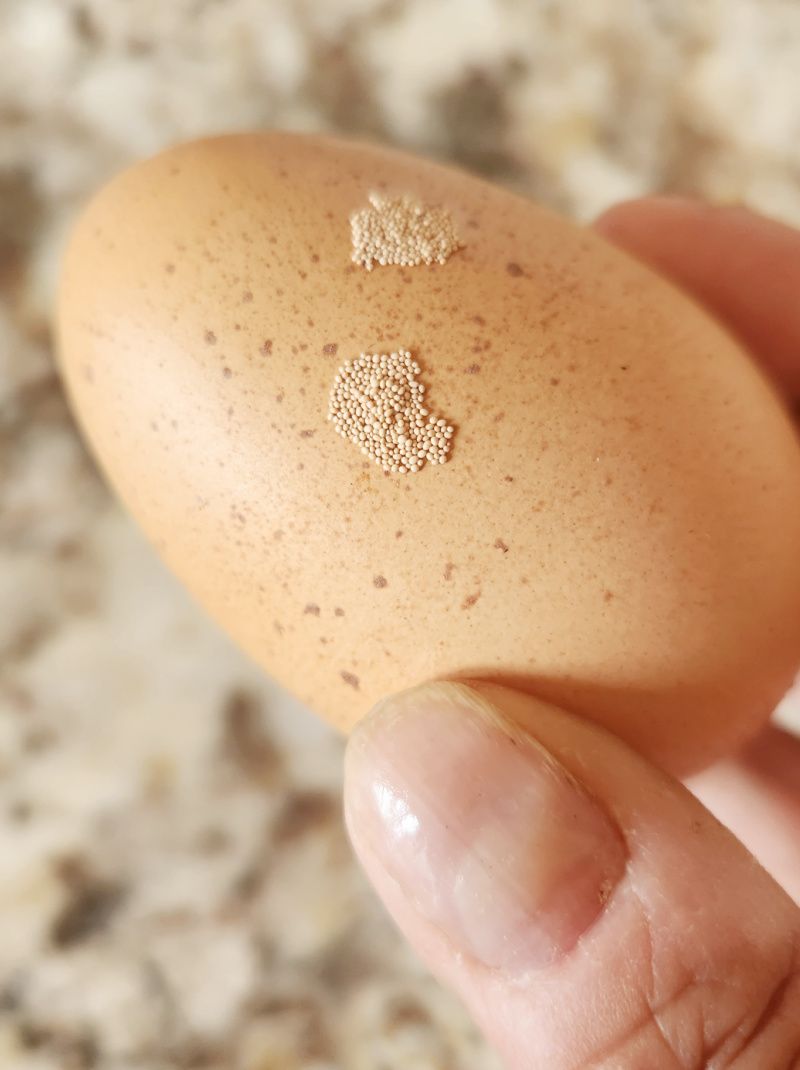 Popped shell bubbles after boiling