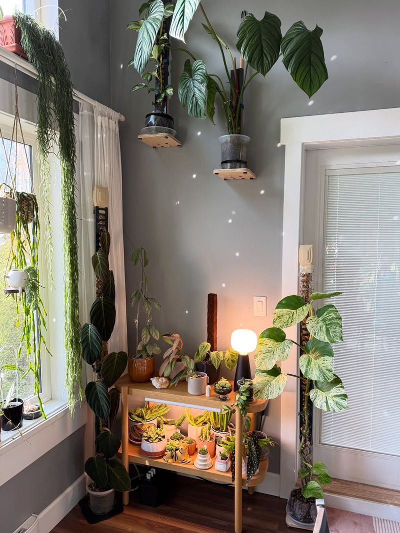 The Potted Fern, Carmel