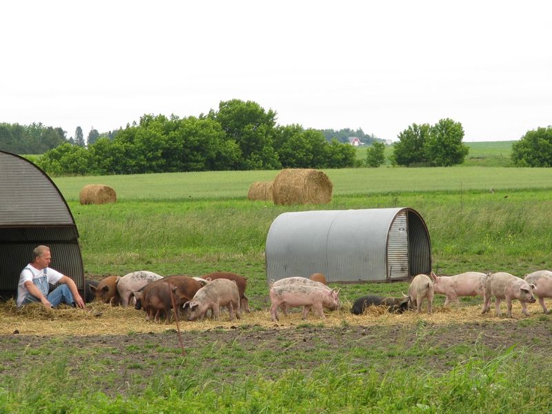 Niman Ranch Pork Bologna