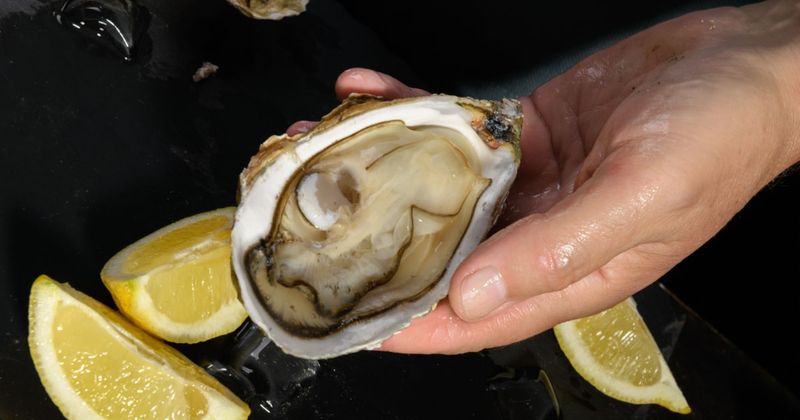 Oysters