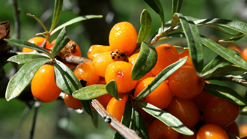 Sea Buckthorn Berries