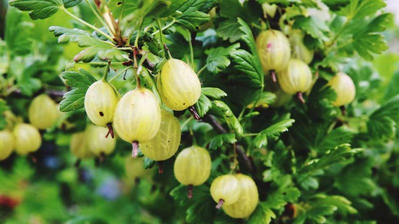 Gooseberries