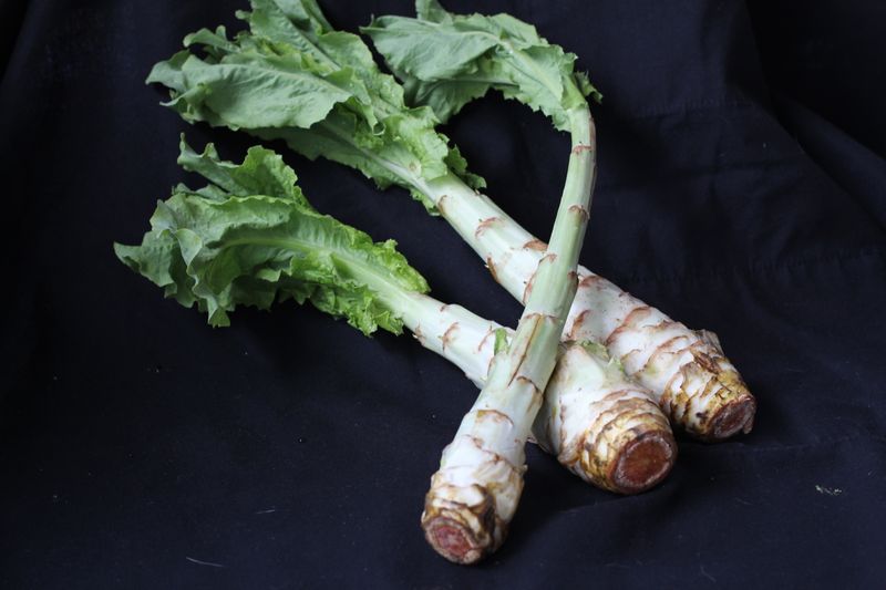 Celtuce (Stem Lettuce)