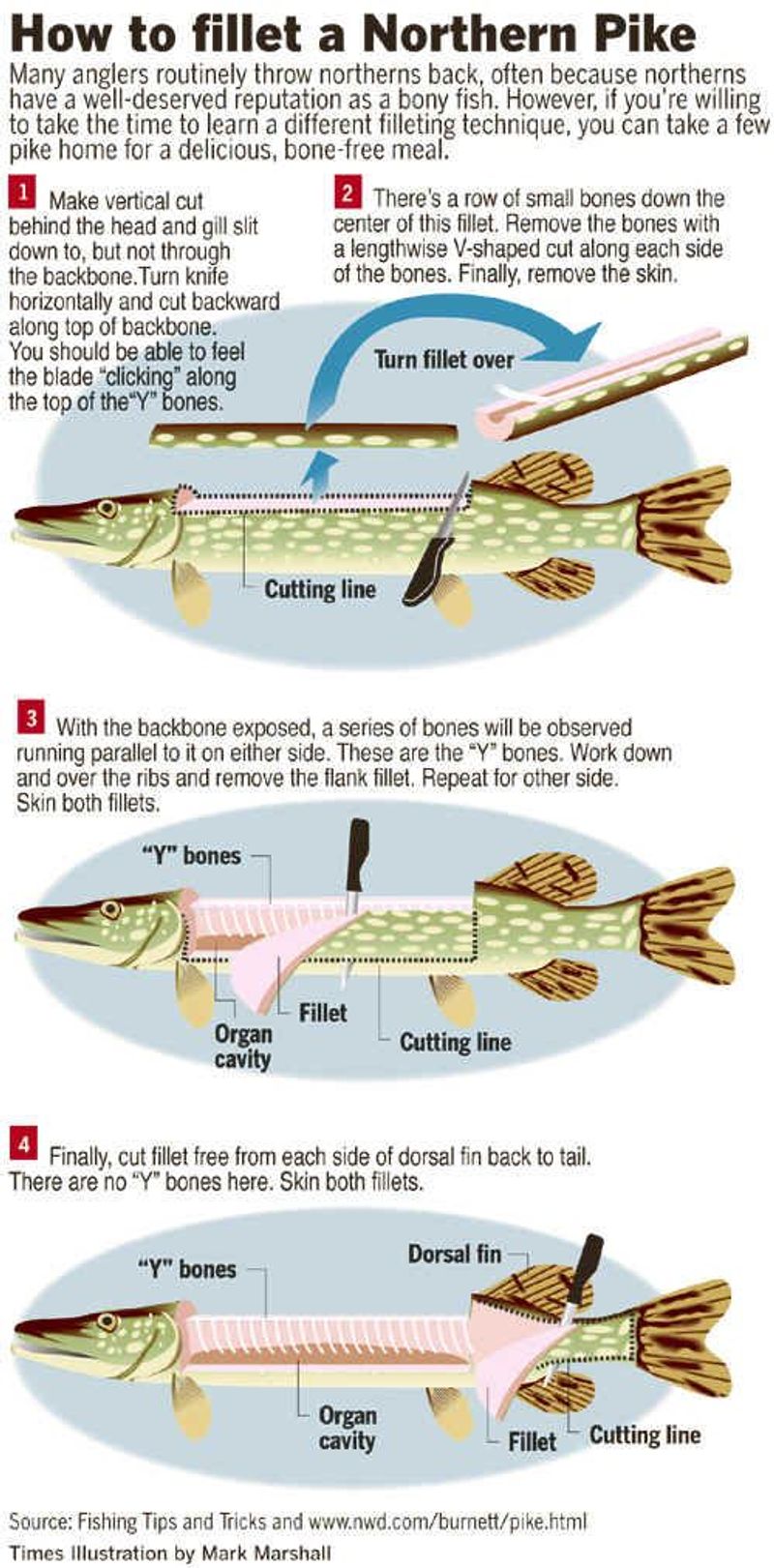Northern Pike
