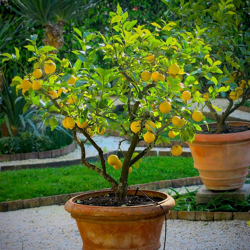 Dwarf Lemon Tree