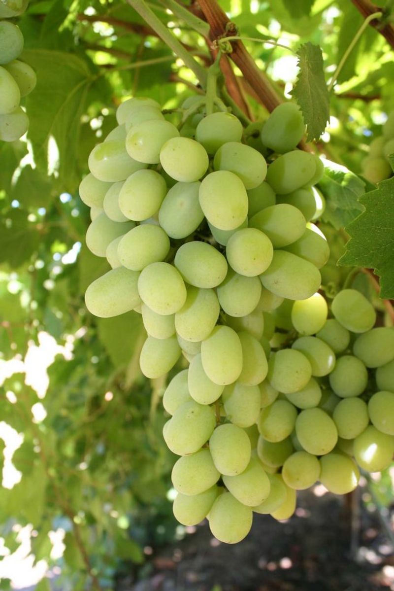 Cotton Candy grapes