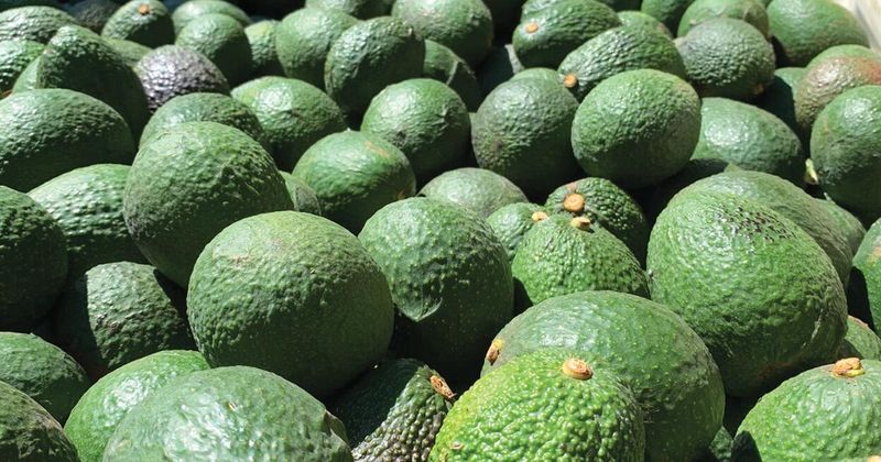 Avocados