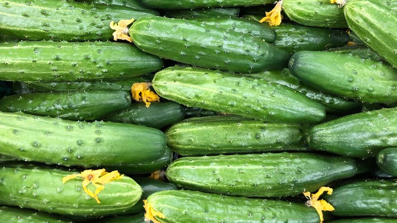 Cucumbers