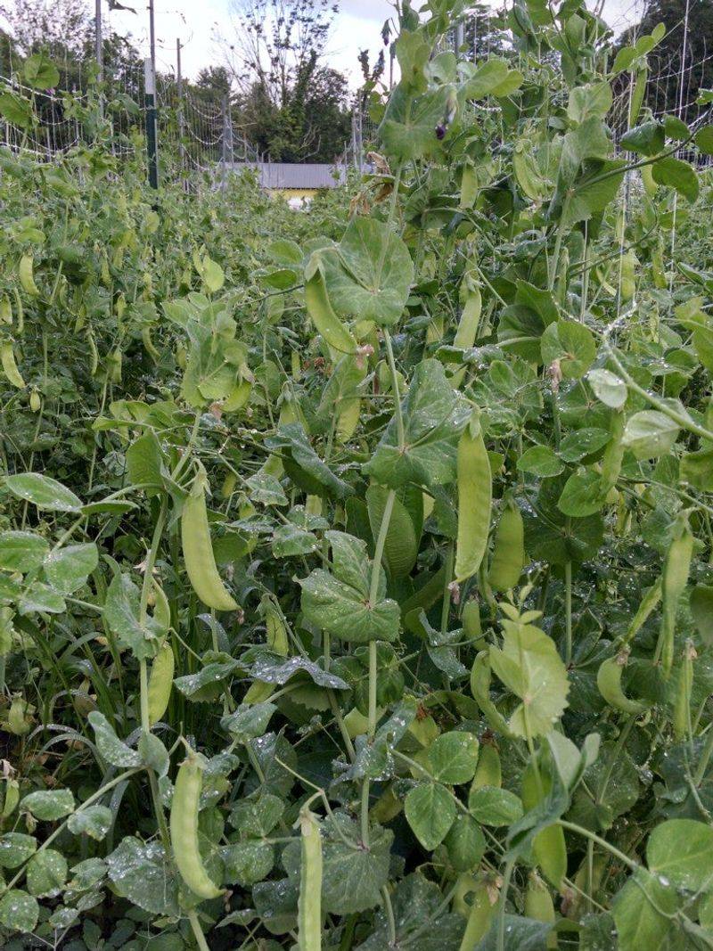 Hudson Valley Snow Pea