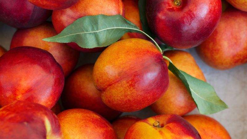 Nectarines