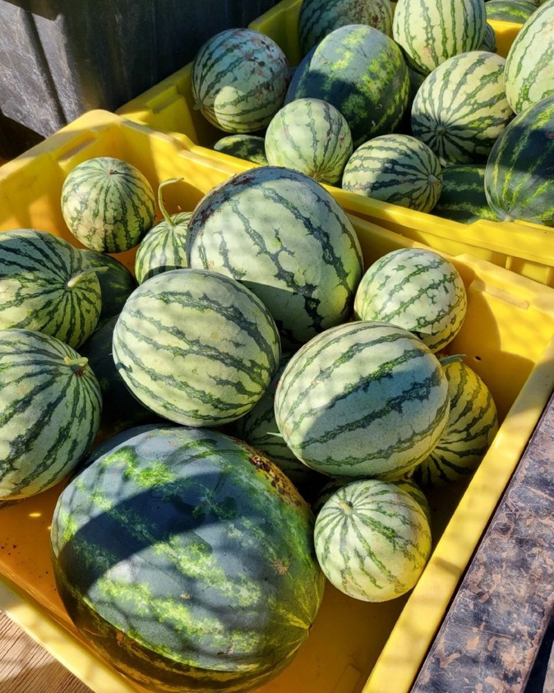 Watermelons