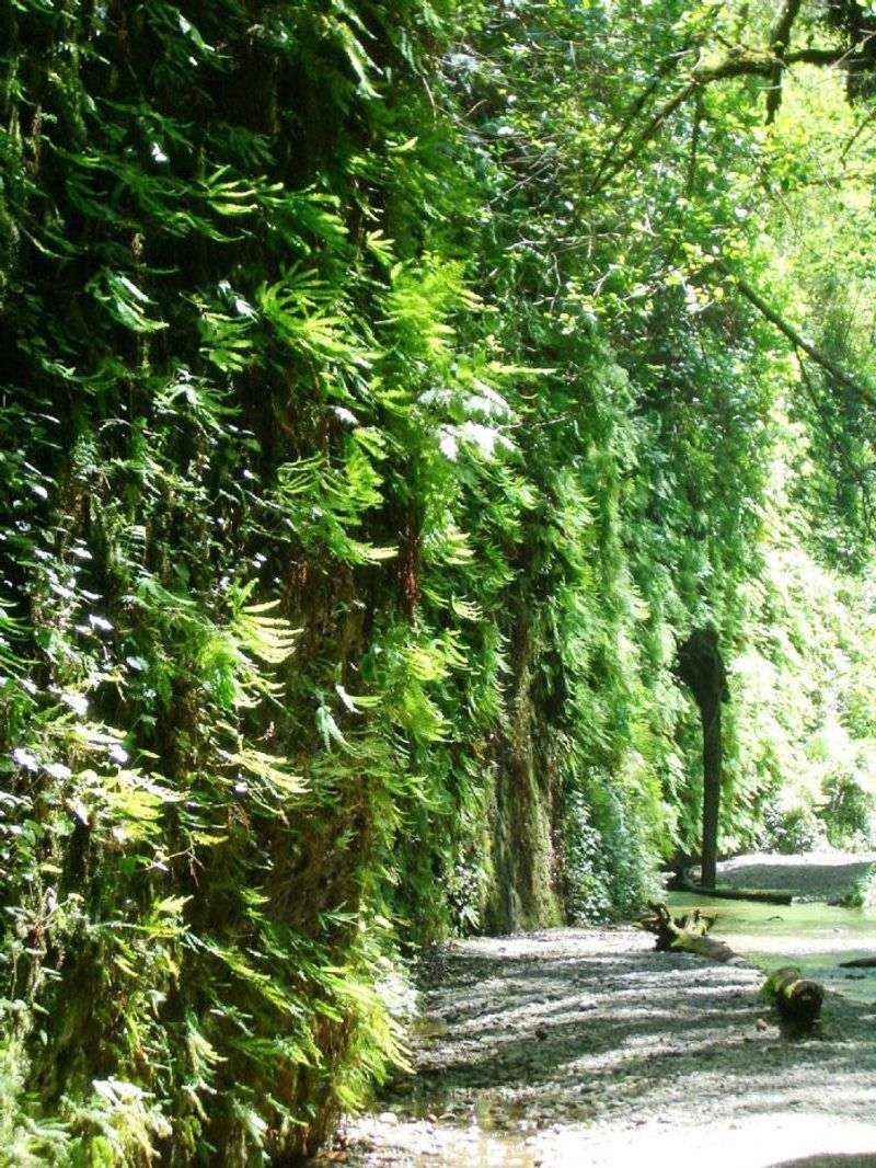 Humboldt Fern Loop, Redwood Coast