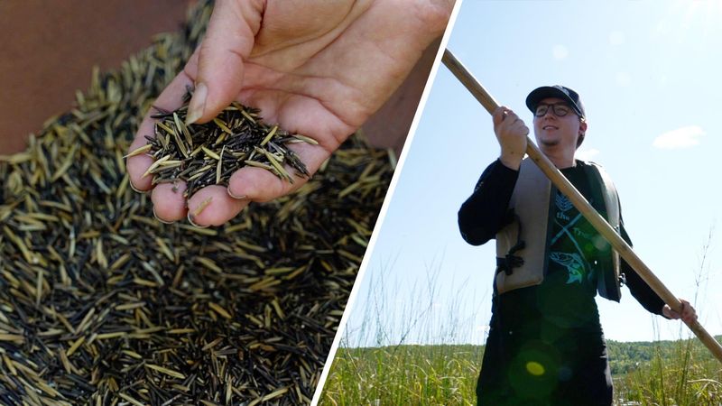 Wild Rice (Manoomin)