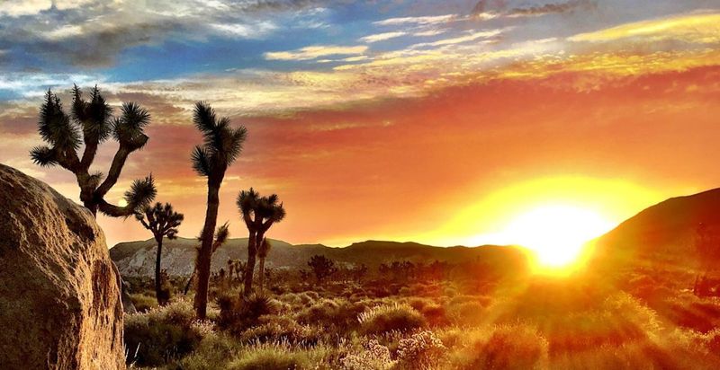 Sunset Hatch, Joshua Tree