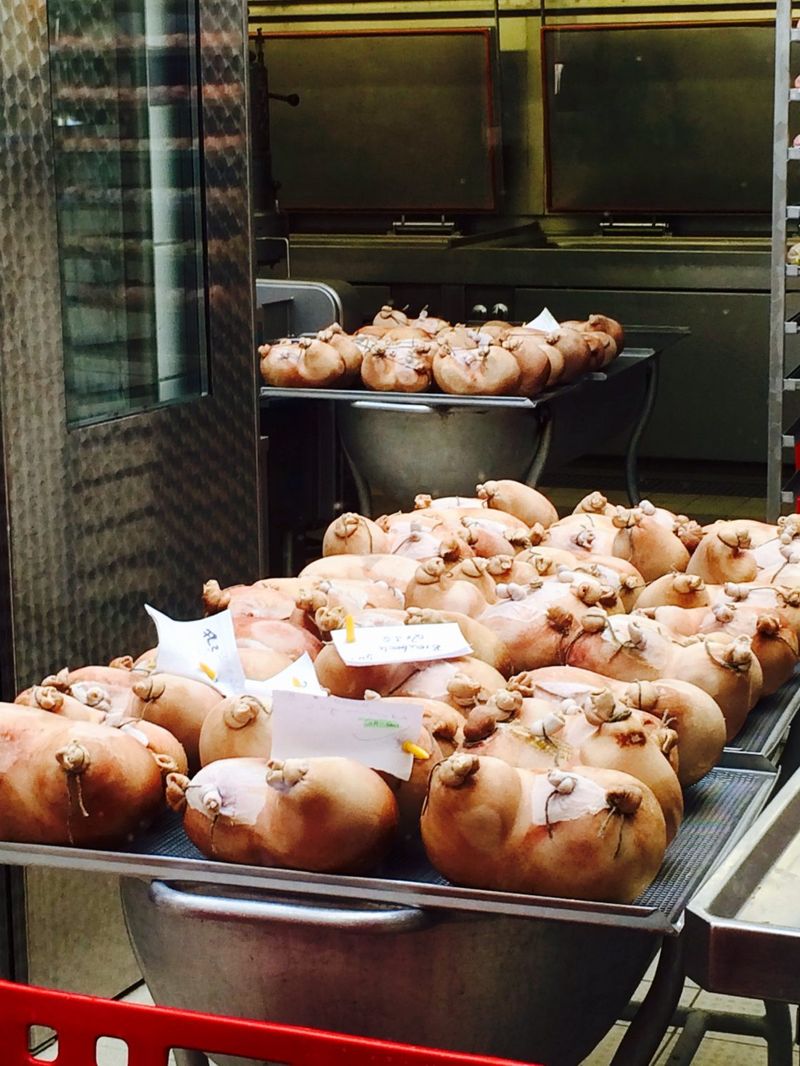 Hog Maw (PA Dutch “Pig Stomach”)