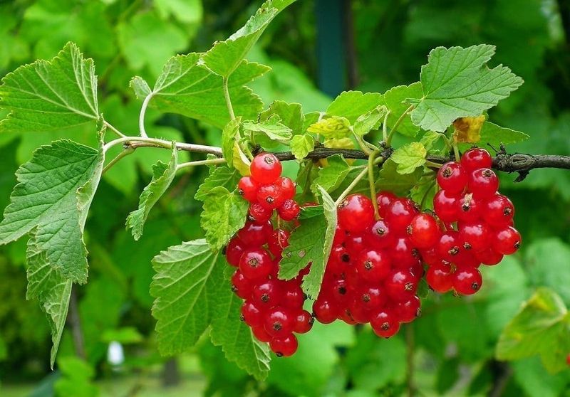 Red currants