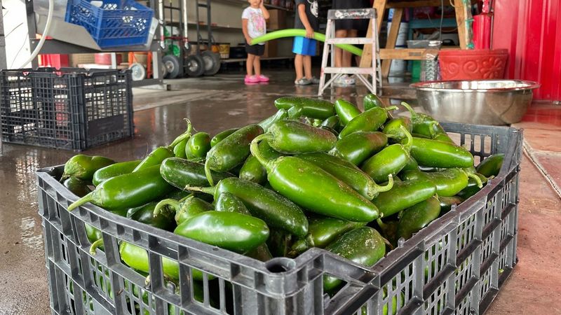 Hatch Chile Festival at Central Market Texas Tour