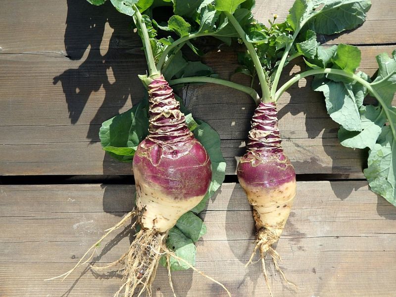 Rutabaga (Swede)