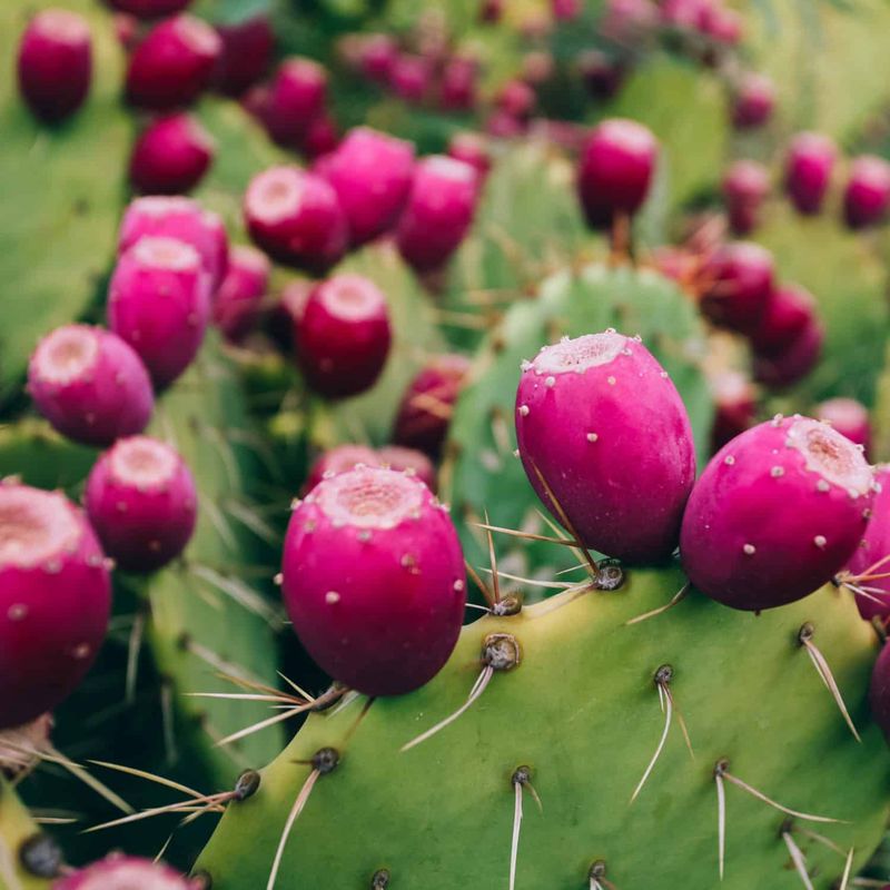 Prickly pear