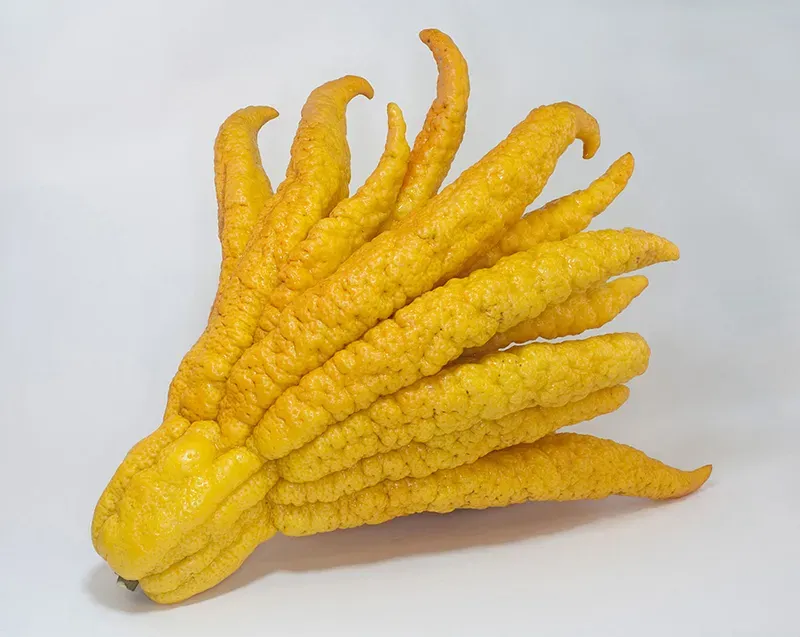Buddha’s Hand Citron