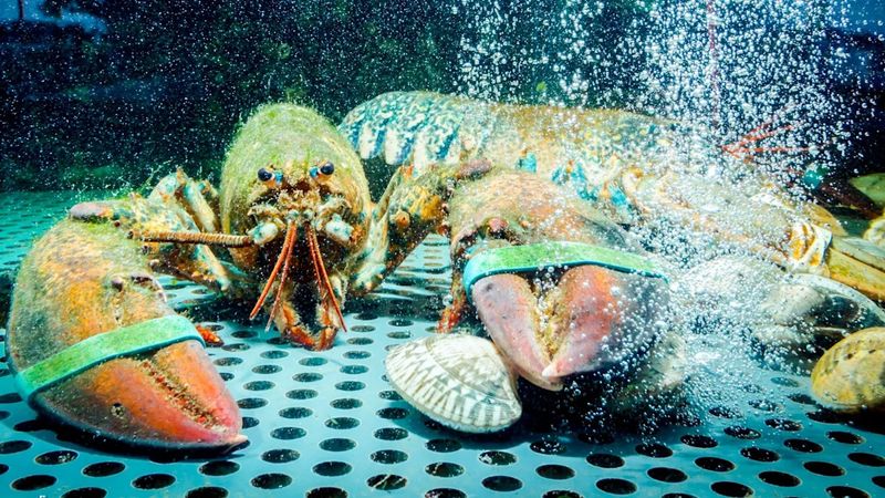 Forgetting lobsters lose weight in tanks