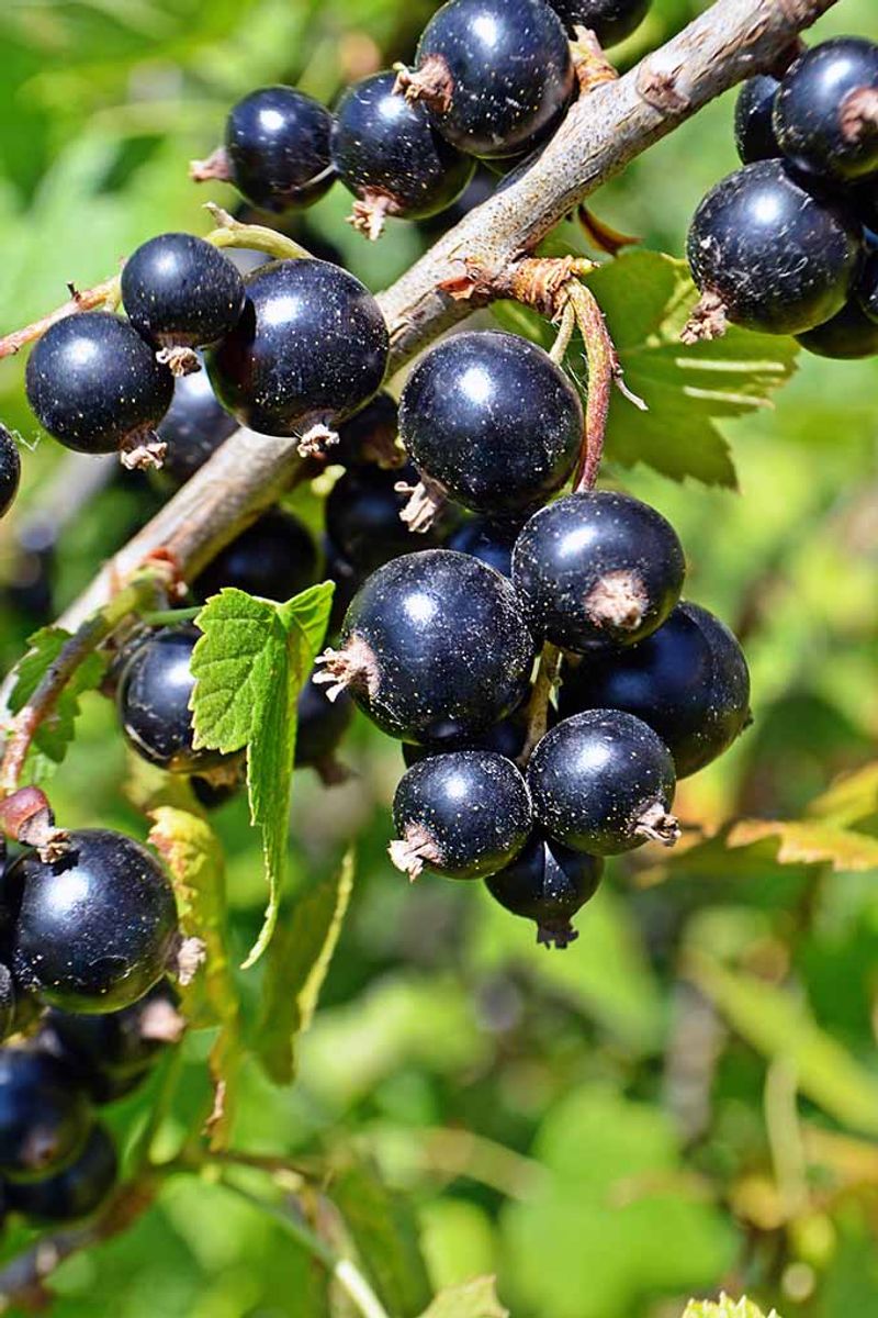 Black currants