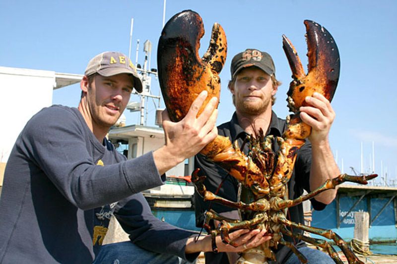 Choosing the biggest lobster for quality