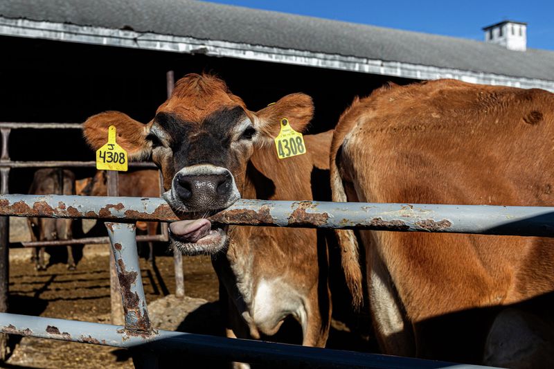 A Multi-Sensory Farm Experience