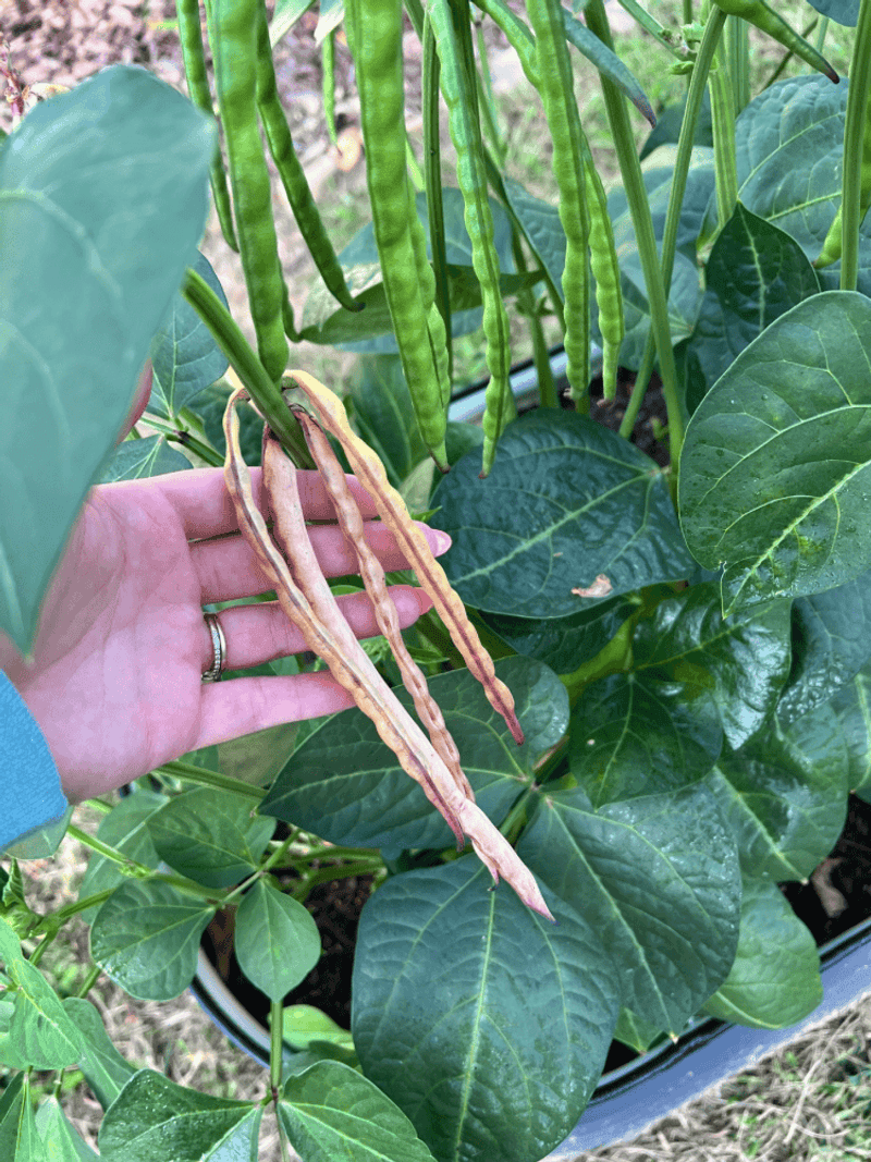 Cowpeas (Field Peas)