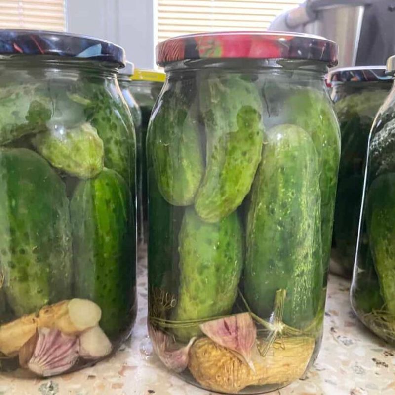 Polish Dill Pickles