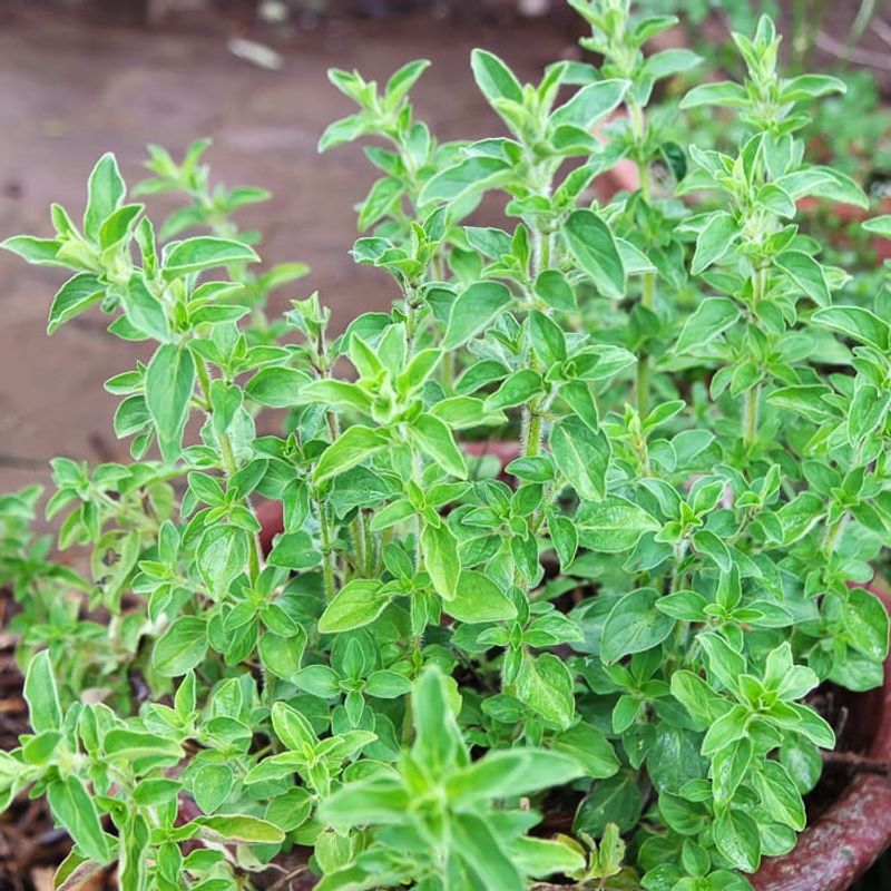 Oregano