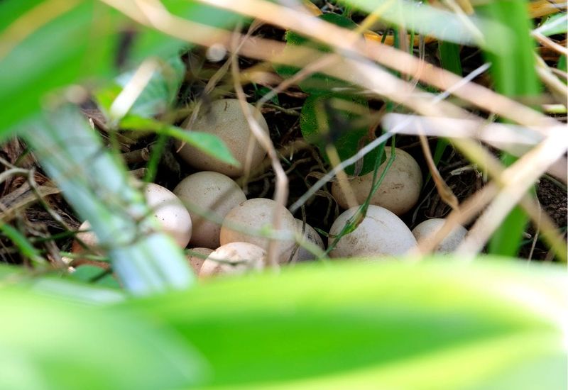 Guinea fowl eggs