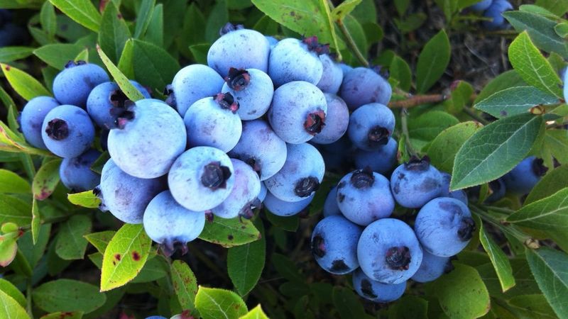 Wild Blueberry Pie