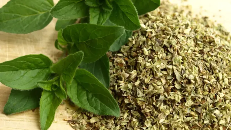 Oregano (Rigani)